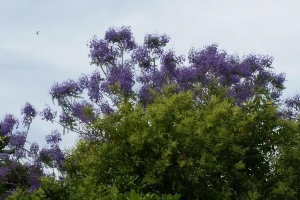 Casetta Jacaranda Genova Eksteriør billede